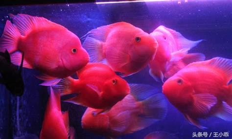 紅鸚鵡魚|爆紅3年、營收破10億！刁民酸菜魚用哪3大成長策略打造排隊美。